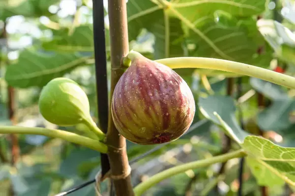 「【生産者インタビュー】いちじくは傷つきやすい乙女!?超繊細フルーツに魅せられたオヤジたちの40年物語」の画像