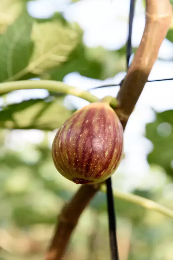 「【生産者インタビュー】いちじくは傷つきやすい乙女!?超繊細フルーツに魅せられたオヤジたちの40年物語」の画像
