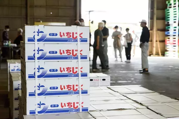 「【生産者インタビュー】いちじくは傷つきやすい乙女!?超繊細フルーツに魅せられたオヤジたちの40年物語」の画像