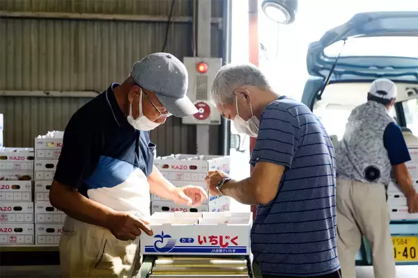 「【生産者インタビュー】いちじくは傷つきやすい乙女!?超繊細フルーツに魅せられたオヤジたちの40年物語」の画像