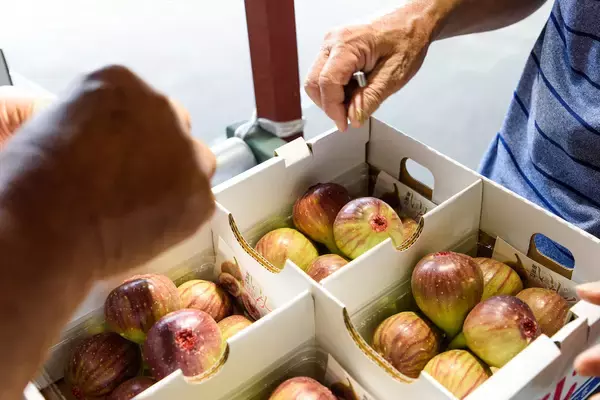 「【生産者インタビュー】いちじくは傷つきやすい乙女!?超繊細フルーツに魅せられたオヤジたちの40年物語」の画像