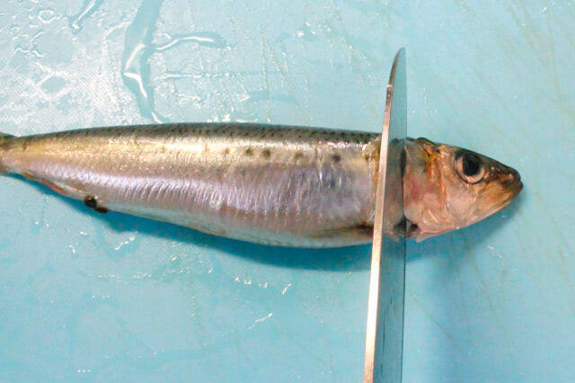 【初心者向け魚料理】イワシと大根の「塩酢煮」が衝撃の透明感！しょうがの刺激でキリッと風味の煮物に!!