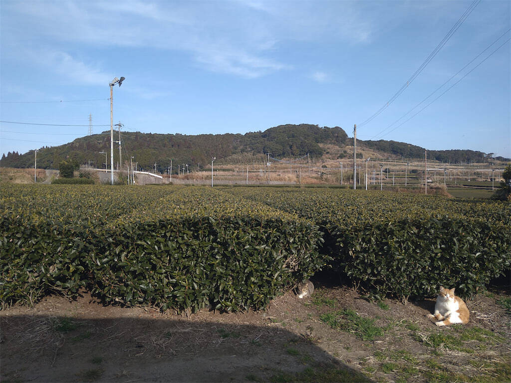 【炊飯器で超時短】肉ダネに生米ブチ込んで巻く「ロールキャベツ」作ってみた！すごいモチっと食感♪【農家直伝】