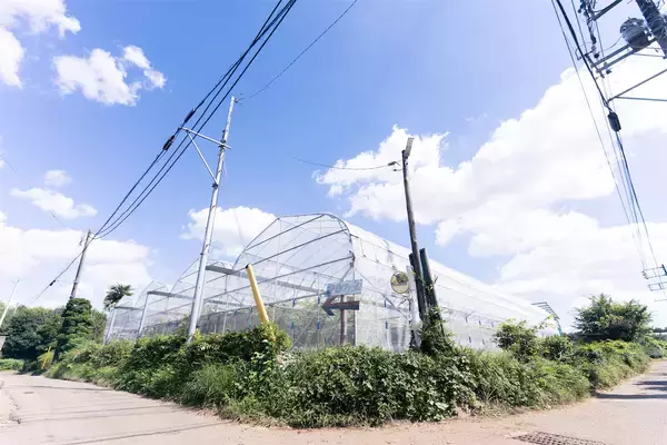 「【農家直伝】かぶの浅漬け変化球「甘酢和え＆塩昆布和え」作ってみた！もきゅもきゅ食感♡」の画像