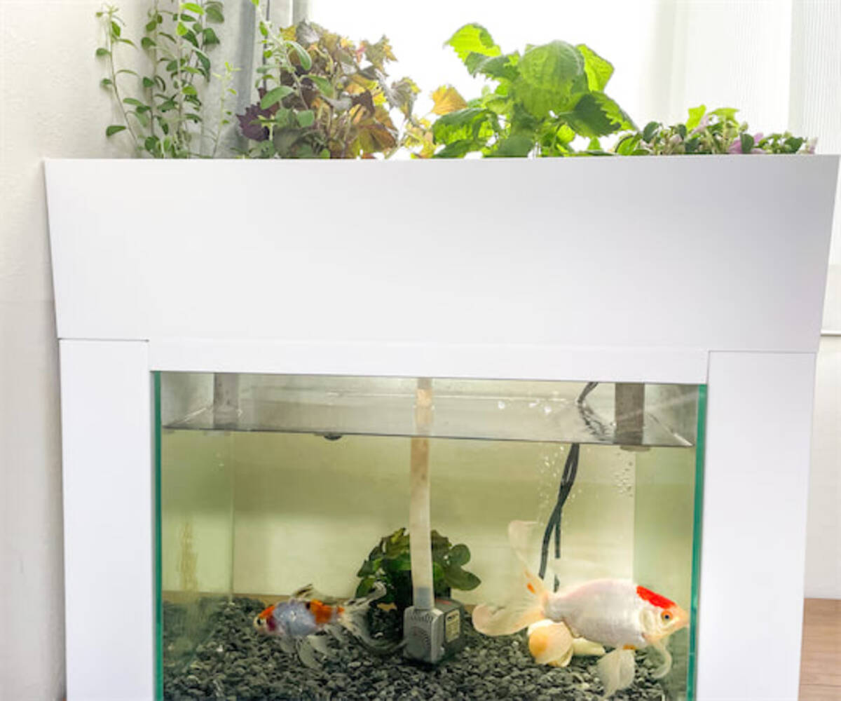 水槽で金魚と野菜を一緒に育てる⁉おうちで循環型農業が体験できる水槽 