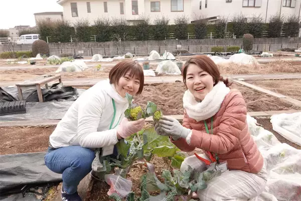 「【にちにち農ガール】秋冬野菜の畑レポ！苗から植えたロマネスコと芽キャベツの収穫です♪豊作です♡」の画像