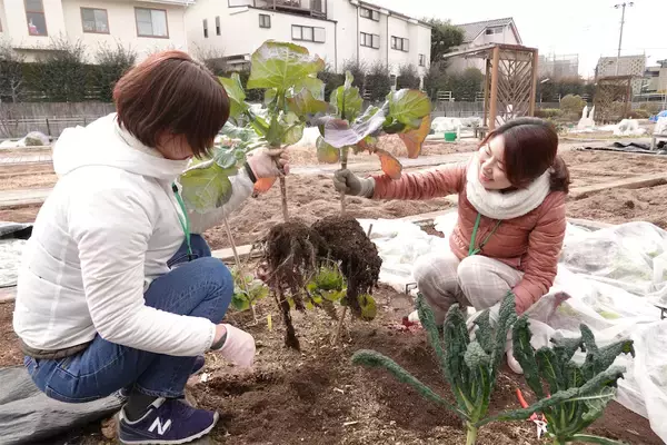 「【にちにち農ガール】秋冬野菜の畑レポ！苗から植えたロマネスコと芽キャベツの収穫です♪豊作です♡」の画像