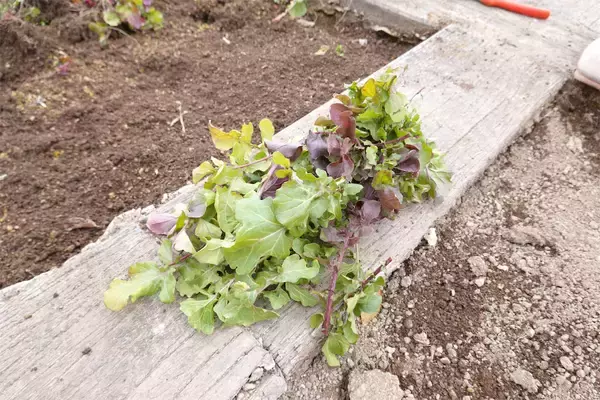 「【にちにち農ガール】秋冬野菜の畑レポ！苗から植えたロマネスコと芽キャベツの収穫です♪豊作です♡」の画像