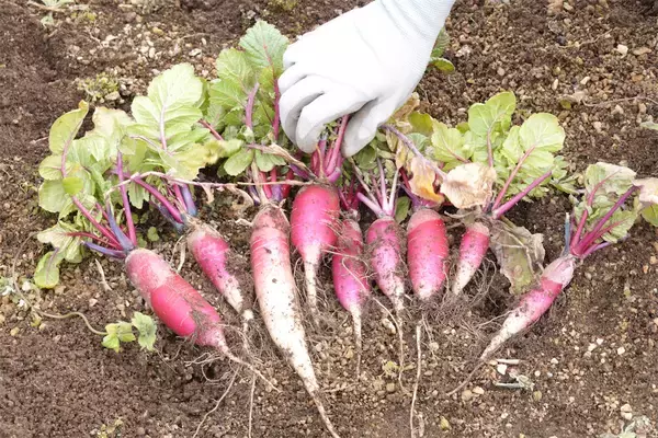 「【にちにち農ガール】秋冬野菜の畑レポ！苗から植えたロマネスコと芽キャベツの収穫です♪豊作です♡」の画像