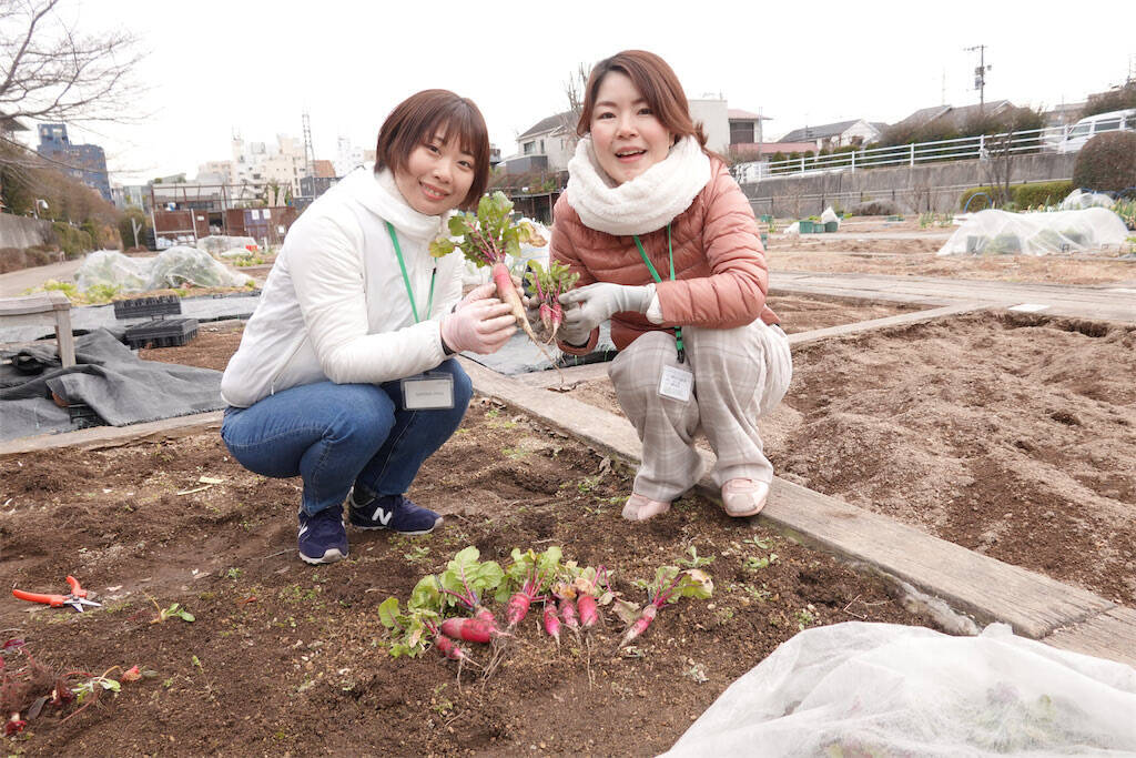 【にちにち農ガール】秋冬野菜の畑レポ！苗から植えたロマネスコと芽キャベツの収穫です♪豊作です♡