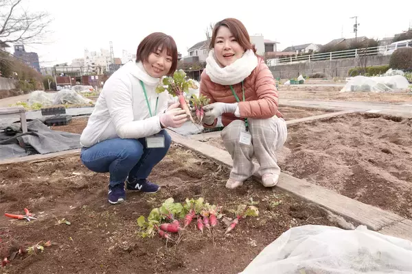 「【にちにち農ガール】秋冬野菜の畑レポ！苗から植えたロマネスコと芽キャベツの収穫です♪豊作です♡」の画像