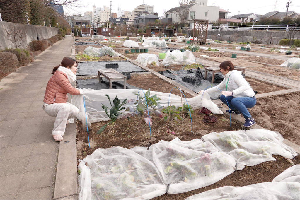 【にちにち農ガール】秋冬野菜の畑レポ！苗から植えたロマネスコと芽キャベツの収穫です♪豊作です♡