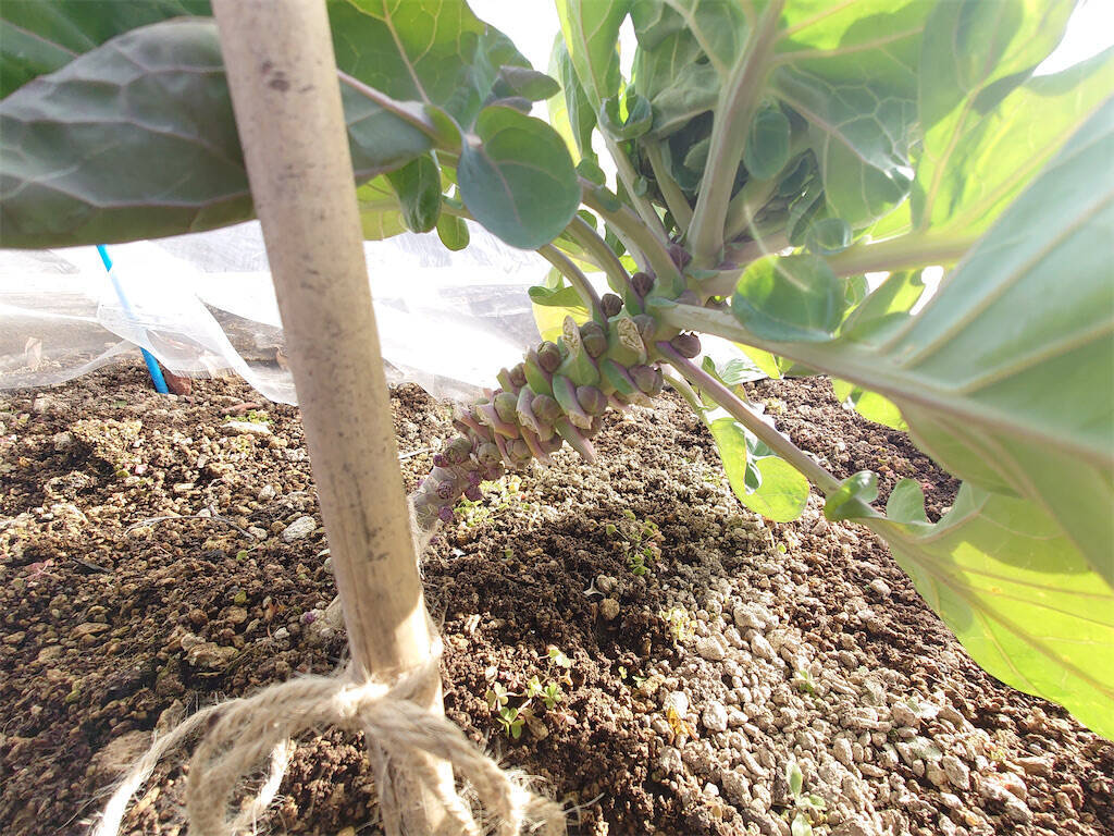 【にちにち農ガール】秋冬野菜の畑レポ！苗から植えたロマネスコと芽キャベツの収穫です♪豊作です♡