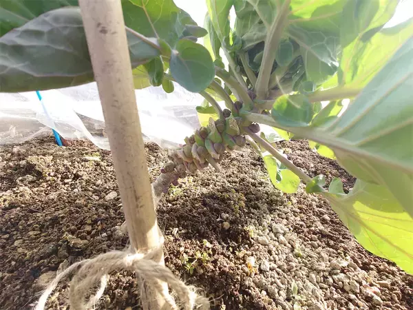 「【にちにち農ガール】秋冬野菜の畑レポ！苗から植えたロマネスコと芽キャベツの収穫です♪豊作です♡」の画像