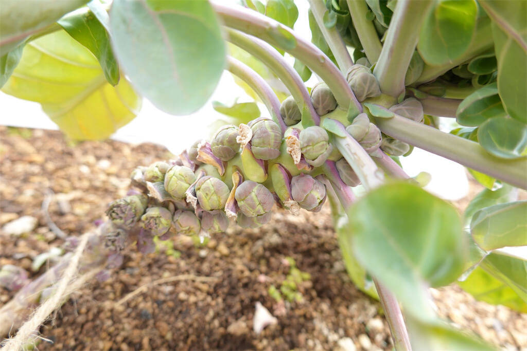 【にちにち農ガール】秋冬野菜の畑レポ！苗から植えたロマネスコと芽キャベツの収穫です♪豊作です♡