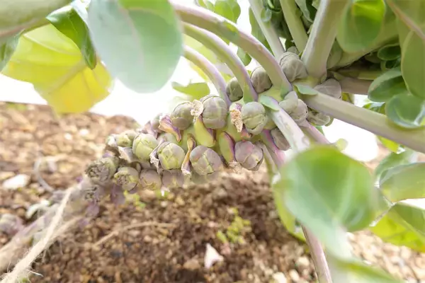 「【にちにち農ガール】秋冬野菜の畑レポ！苗から植えたロマネスコと芽キャベツの収穫です♪豊作です♡」の画像