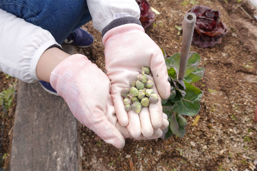 【にちにち農ガール】秋冬野菜の畑レポ！苗から植えたロマネスコと芽キャベツの収穫です♪豊作です♡