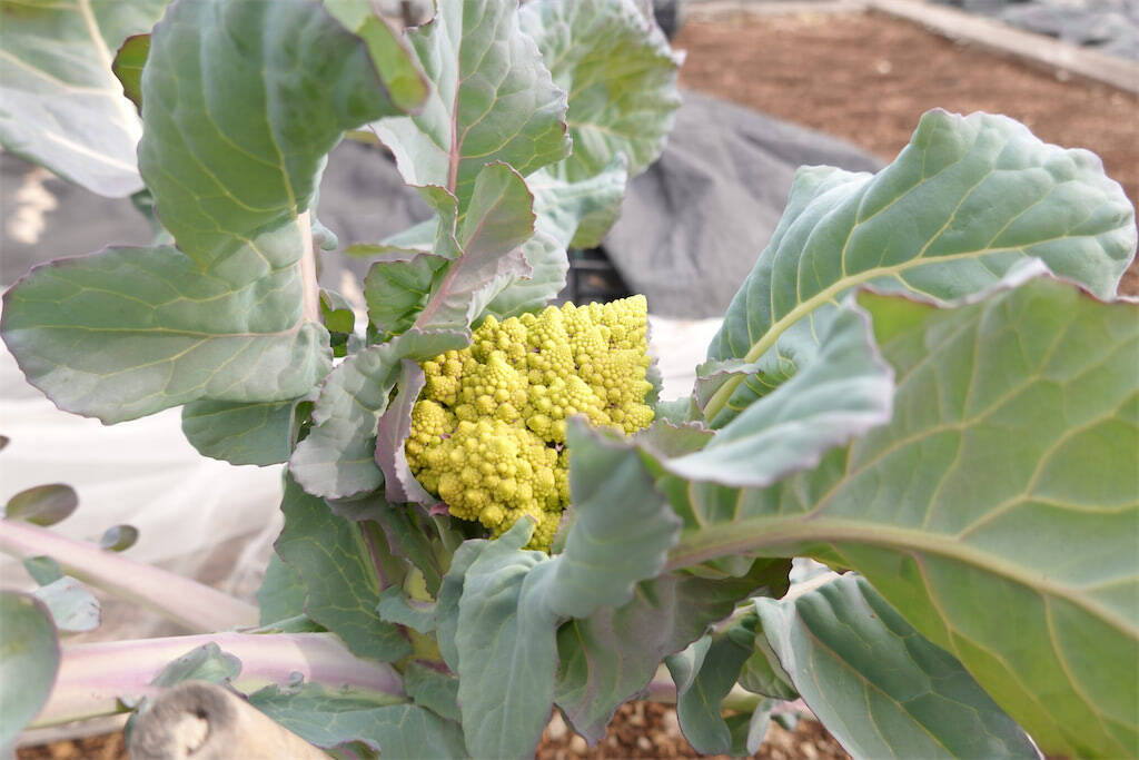 【にちにち農ガール】秋冬野菜の畑レポ！苗から植えたロマネスコと芽キャベツの収穫です♪豊作です♡