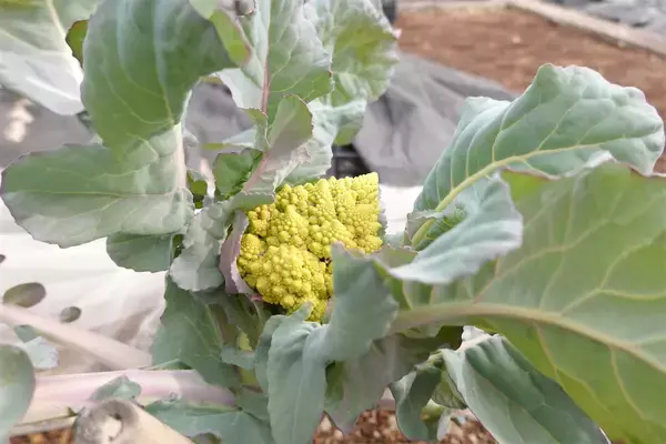 「【にちにち農ガール】秋冬野菜の畑レポ！苗から植えたロマネスコと芽キャベツの収穫です♪豊作です♡」の画像