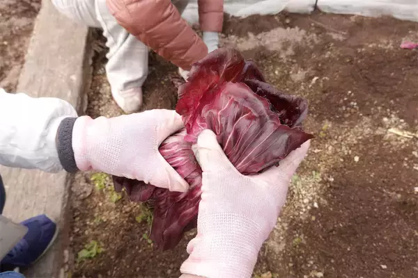 「【にちにち農ガール】顔サイズの「トレビス」収穫しちゃった♪そして完全撤収へ…！秋冬の畑作業最後の日」の画像