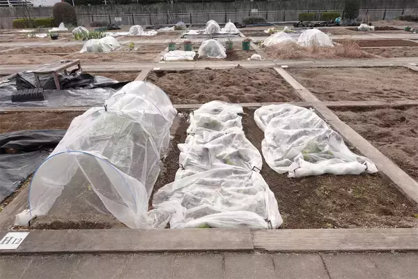 「【にちにち農ガール】顔サイズの「トレビス」収穫しちゃった♪そして完全撤収へ…！秋冬の畑作業最後の日」の画像