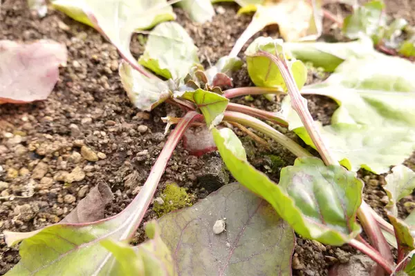 「【にちにち農ガール】顔サイズの「トレビス」収穫しちゃった♪そして完全撤収へ…！秋冬の畑作業最後の日」の画像