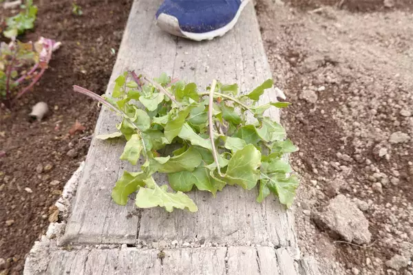 「【にちにち農ガール】顔サイズの「トレビス」収穫しちゃった♪そして完全撤収へ…！秋冬の畑作業最後の日」の画像