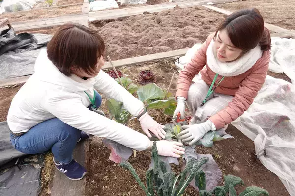 「【にちにち農ガール】顔サイズの「トレビス」収穫しちゃった♪そして完全撤収へ…！秋冬の畑作業最後の日」の画像