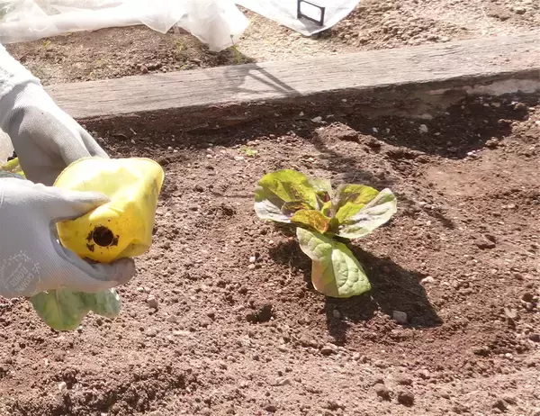 「【にちにち農ガール】顔サイズの「トレビス」収穫しちゃった♪そして完全撤収へ…！秋冬の畑作業最後の日」の画像