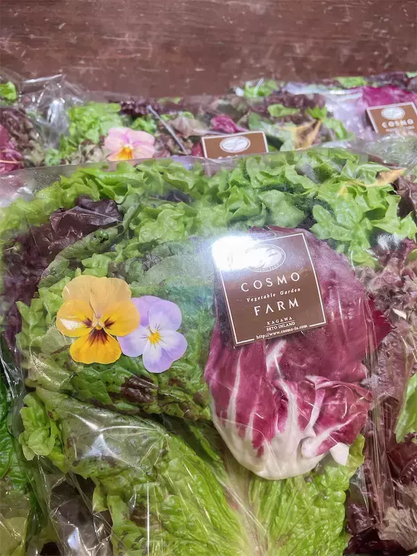 「【にちにち農ガール】顔サイズの「トレビス」収穫しちゃった♪そして完全撤収へ…！秋冬の畑作業最後の日」の画像