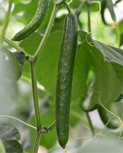 【田園日記～農と人の物語～ Vol.35】水に恵まれた肥沃な土壌で育つ「キュウリ」