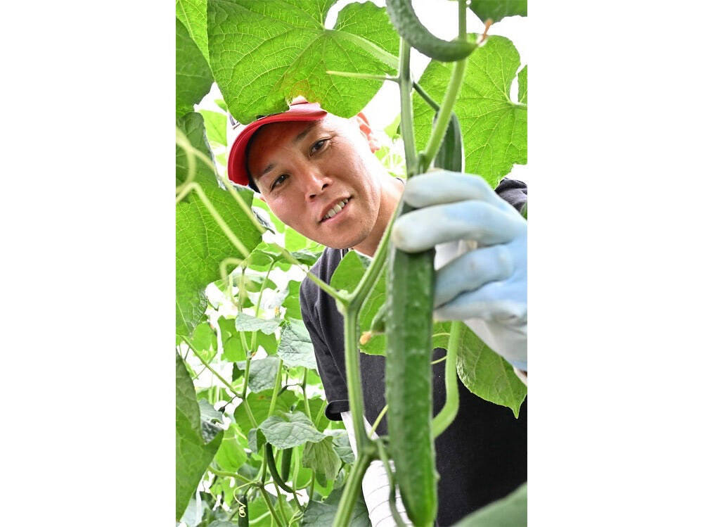 【田園日記～農と人の物語～ Vol.35】水に恵まれた肥沃な土壌で育つ「キュウリ」