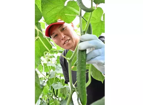 「【田園日記～農と人の物語～ Vol.35】水に恵まれた肥沃な土壌で育つ「キュウリ」」の画像