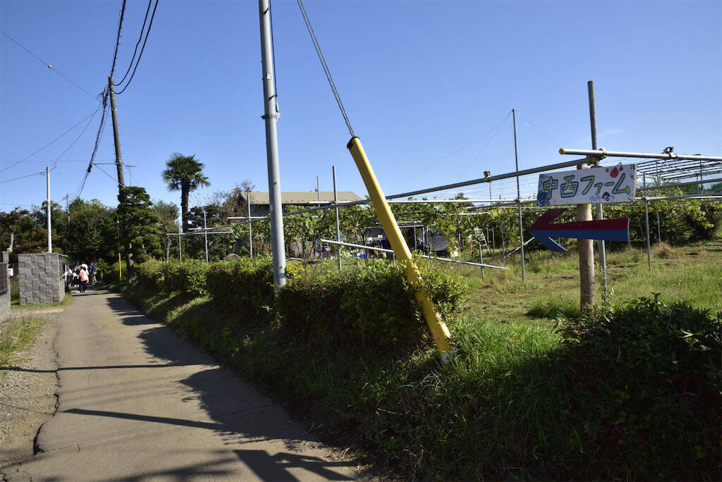 【農業イベント】東京の農家が企画「野菜フェス」野菜販売だけじゃない！え、和太鼓演奏？ヤギに餌やり!?