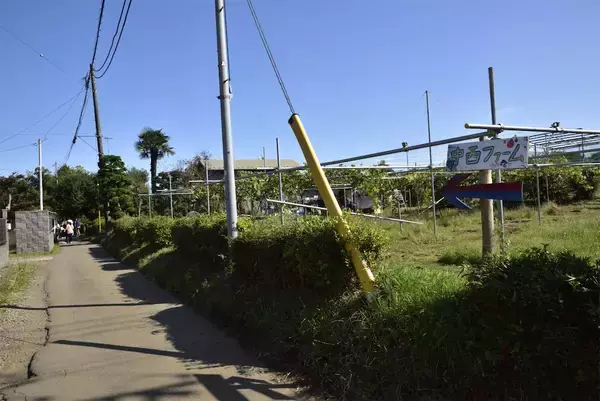 「【農業イベント】東京の農家が企画「野菜フェス」野菜販売だけじゃない！え、和太鼓演奏？ヤギに餌やり!?」の画像