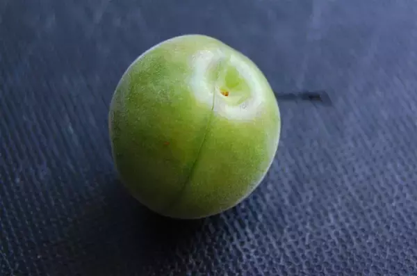 「【30分で仕込み完了】保存袋でラクチン梅仕事♪わずか3日で食べられる「青梅はちみつ漬け」作ろう！」の画像