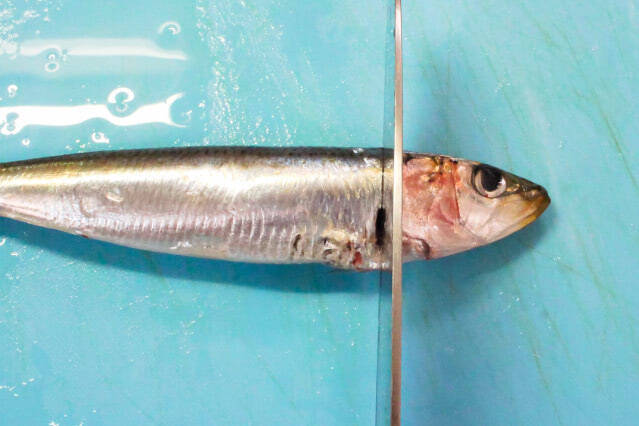 【イワシでイタリアン】コスパ◎初心者でも◎な「アクアパッツァ」作ってみた！なんだこの濃厚さは…！