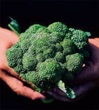 「【田園日記～農と人の物語～ Vol.22】農家とJAが手を結び、畑に大きく実らせた「ブロッコリー」」の画像1