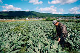 「【田園日記～農と人の物語～ Vol.22】農家とJAが手を結び、畑に大きく実らせた「ブロッコリー」」の画像5
