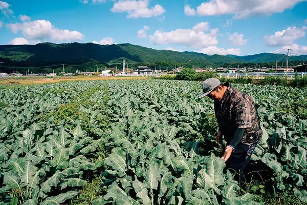 「【田園日記～農と人の物語～ Vol.22】農家とJAが手を結び、畑に大きく実らせた「ブロッコリー」」の画像