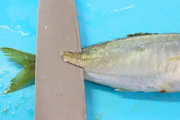 「【アジの塩焼きの極意】初心者でもわかる「さばき方」から「塩の振り方」まで！オクラソースが意外に合うの♡」の画像