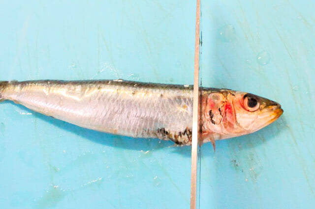 【イワシは初心者でもさばける】小骨がスルッととれる「手開き」でつみれ作ってみた！中華風スープに合うの♪