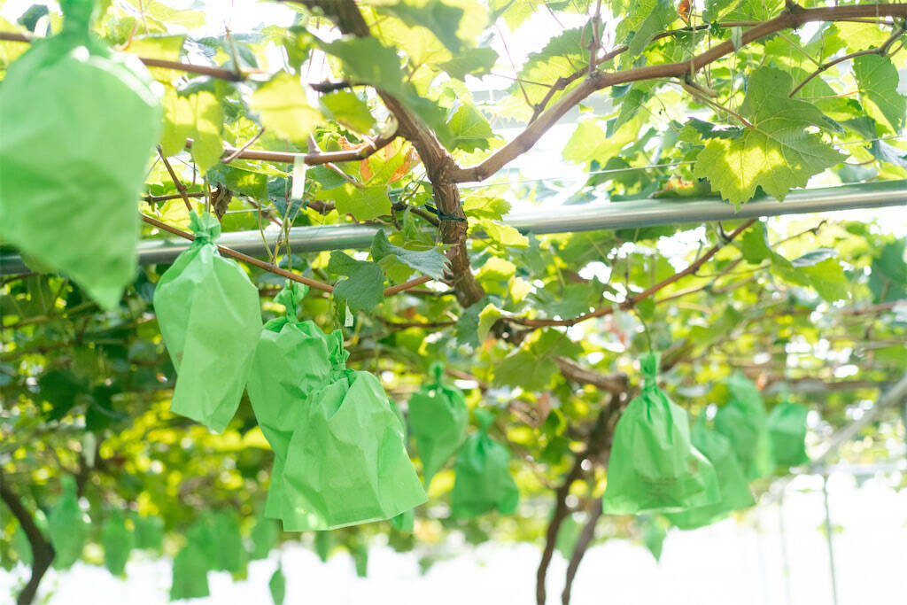 【生産者インタビュー】江戸時代から続く農家7代目は元芸人⁉「楽しくなきゃ農業じゃない」エンタメ農家に密着！