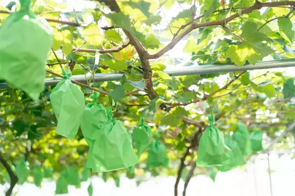 「【生産者インタビュー】江戸時代から続く農家7代目は元芸人⁉「楽しくなきゃ農業じゃない」エンタメ農家に密着！」の画像