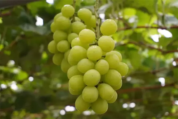 「【生産者インタビュー】江戸時代から続く農家7代目は元芸人⁉「楽しくなきゃ農業じゃない」エンタメ農家に密着！」の画像