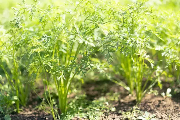 「【生産者インタビュー】江戸時代から続く農家7代目は元芸人⁉「楽しくなきゃ農業じゃない」エンタメ農家に密着！」の画像