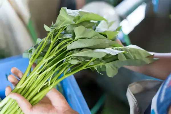 「【生産者インタビュー】江戸時代から続く農家7代目は元芸人⁉「楽しくなきゃ農業じゃない」エンタメ農家に密着！」の画像