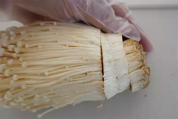 「「根元」が本命じゃ!?ってくらい旨い「えのきたけのステーキ」作ってみた♪シャキッ、コリッのW食感♡【農家直伝】」の画像