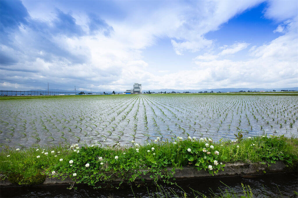 【田園日記～農と人の物語～】初夏の訪れを感じる一椀「みずかやき」