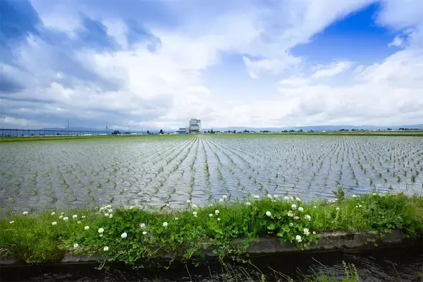 「【田園日記～農と人の物語～】初夏の訪れを感じる一椀「みずかやき」」の画像